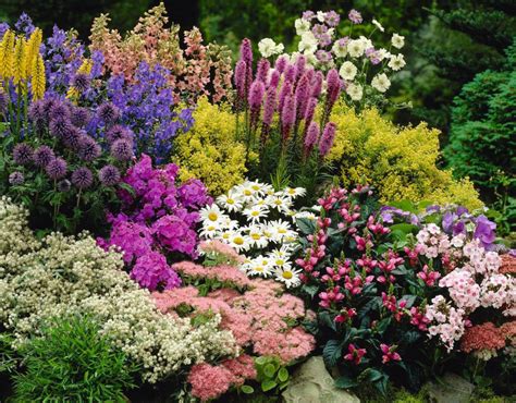 Perennial Plants – Page 7 – Woolley Moor Nurseries