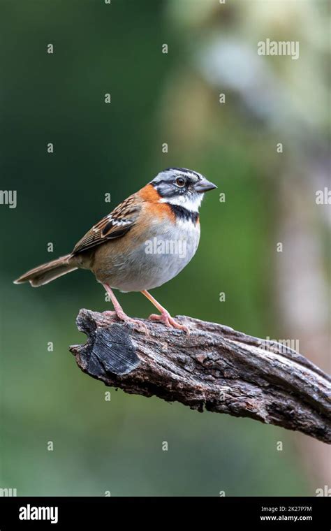 rufous-collared sparrow or Andean sparrow, San Gerardo de Dota ...