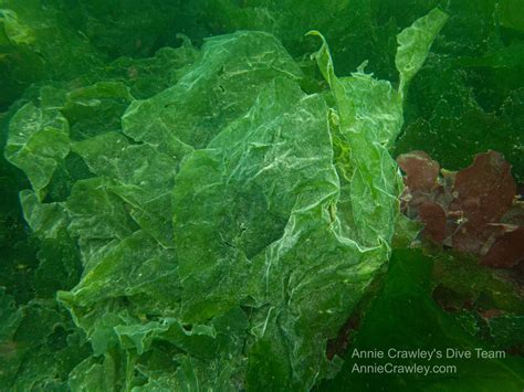 Green Algae—Seaweed—PNW Ocean Life—Species Identification — Edmonds ...