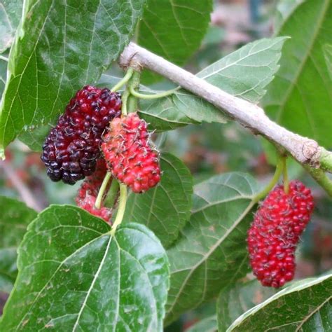 How Often Does A Mulberry Tree Produce Fruit | Fruit Trees