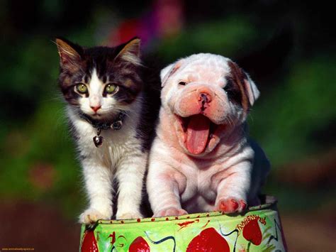 Cute Pics Of Kittens And Puppies at tanpaisleighblog Blog