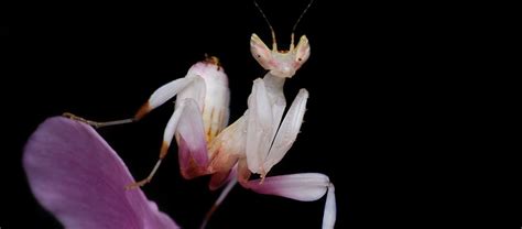 The Beautiful and Stealthy Orchid Mantis | Critter Science