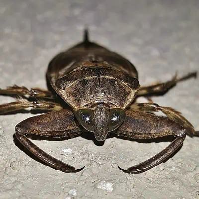 Guide to Giant Water Bugs (Lethocerus americanus) - Pond Informer