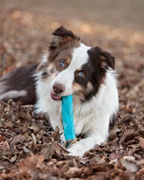 Caring For an Aussie’s Coat: 11 Dos and Don’ts – Herding Dog Zone