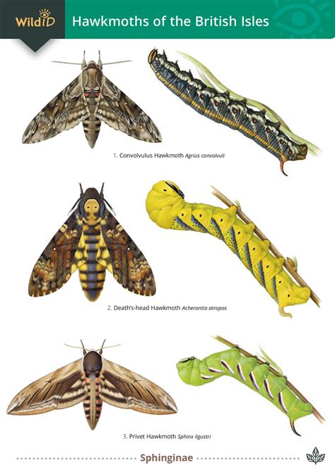 Hummingbird Moth Life Cycle