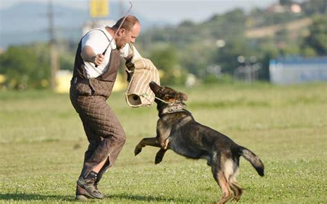 How Police Train Their Dogs