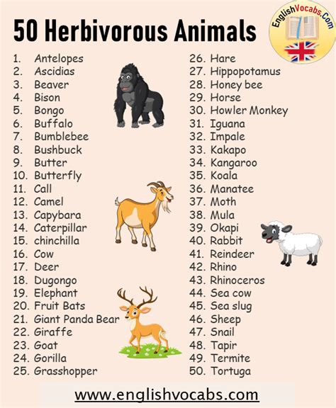 50 Herbivorous Animals Name List - English Vocabs