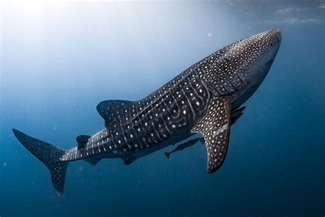 Whale Shark | Rhincodon typus