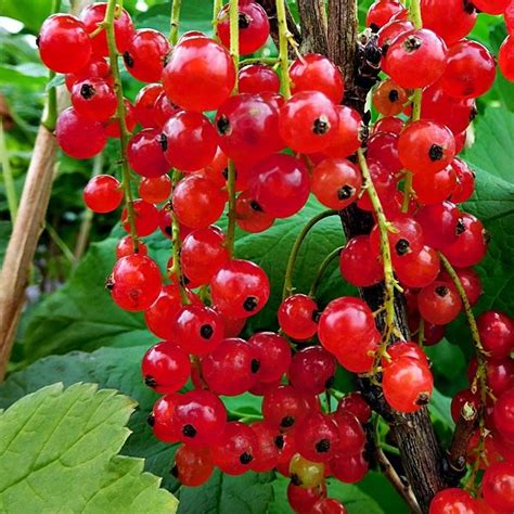 REDCURRANT Rovada - Red Currant Bushes for Sale UK