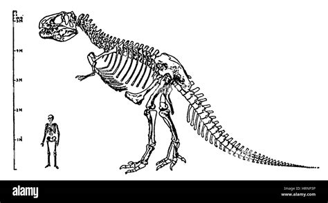 Tyrannosaurus rex skeleton drawing Cut Out Stock Images & Pictures - Alamy