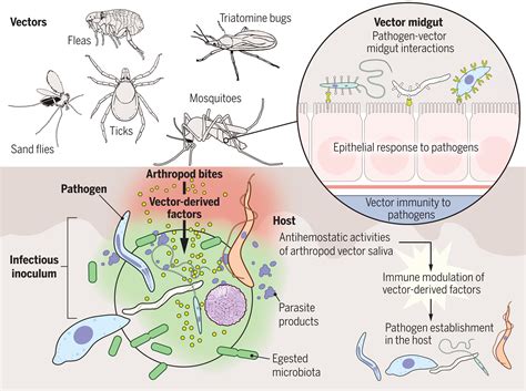 Understanding pathogen survival and transmission by arthropod vectors ...