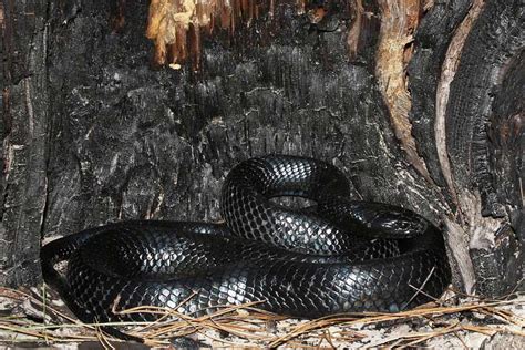 Black Snakes in Florida (11 Species With Pictures) - Wildlife Informer