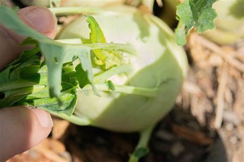 How to Grow and Care for Kohlrabi