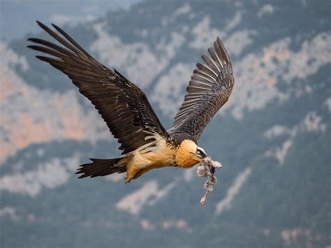 Raptor Bird Of Prey, Birds Of Prey, Bearded Vulture, Wild Cat Species ...