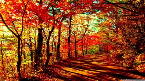 Autumn Forest Wallpaper (75+ pictures) - WallpaperSet