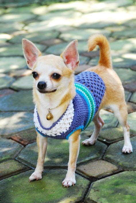 21 Cute Chihuahua Clothes ideas | cute chihuahua, chihuahua clothes ...