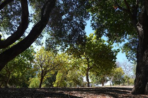 Cvbg | Conejo Valley Botanic Garden | Thousand Oaks