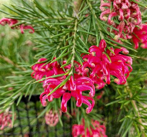 Grevillea - Trees and Shrubs Online