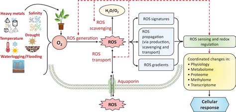 Frontiers | Plant hormones and neurotransmitter interactions mediate ...