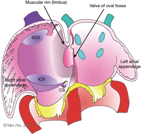 Heart Anatomy Interatrial Septum