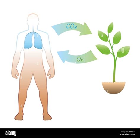 Carbon cycle between humans and plants - exhalation and intake of CO2 ...