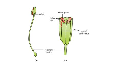 Draw labeled diagrammatic sketch of a Stamen