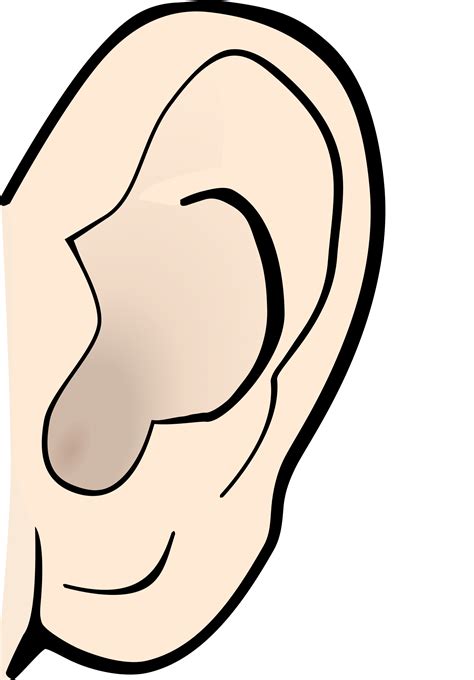 Sense Organs PNG, Sense Organs Ear Clipa (256.12 Kb) Free PNG | HDPng