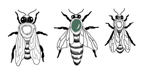 Exploring Bee Species: Types of Bees and Bee Varieties | LaptrinhX / News