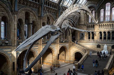 Blue whale Skeleton in Natural History Museum - Ed O'Keeffe Photography