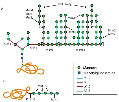 JoF | Free Full-Text | Role of Protein Glycosylation in Interactions of ...