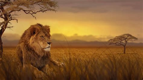 Lion African Savannah Uhd 4k Wallpaper - Lion On Savanna - 3840x2160 ...