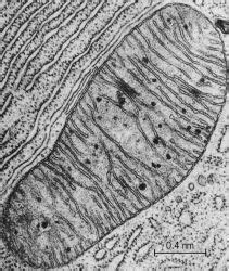 mitochondria under electron microscope - Google Search Scanning ...