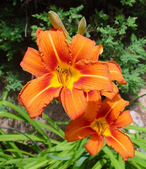 Hemerocallis fulva - Alchetron, The Free Social Encyclopedia