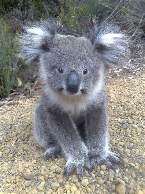 Love koala face. | Australië dieren, Schattige dieren, Dieren