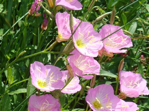 Pink Evening Primrose: Open Up, Shine | Earth Gifts: Healers and Messengers