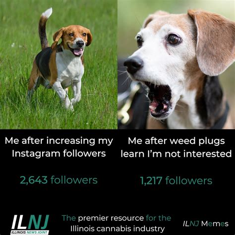 Weed Meme Dog