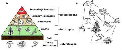 Deciduous Forest Food Web | Biology Dictionary