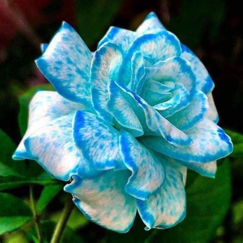 Beautiful Unique Blue and White Color Rose 💙💙 in 2020 | Beautiful rose ...