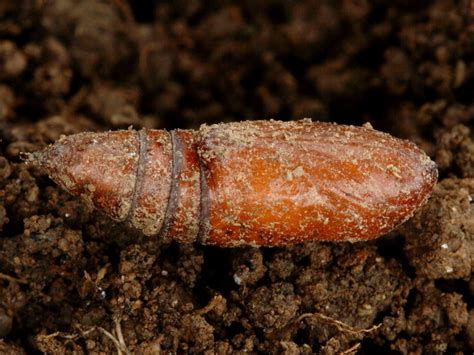 British moth pupae | Wildlife Insight