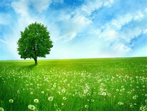 1366x768px | free download | HD wallpaper: green tree 4k coolest ...