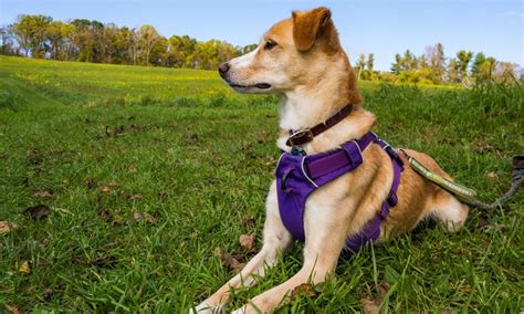 Types of Dog Harnesses & How to Choose One | Zoetis Petcare