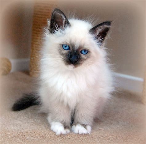 Birman Kitten | Birman Rescue & Welfare Centre www.birmanres… | Flickr