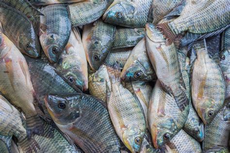 5 benefits and properties of tilapia