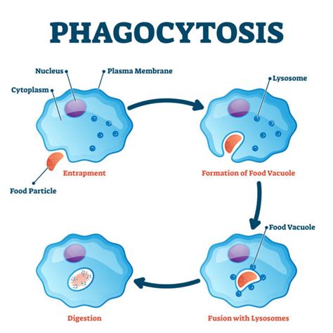 100+ Phagocytosis Diagram Stock Illustrations, Royalty-Free Vector ...