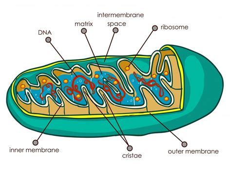 Well Labelled Diagram Of Mitochondria