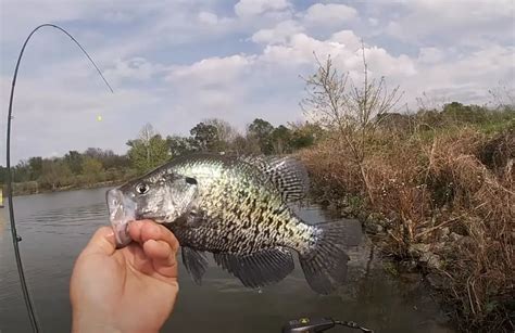 Louisiana Crappie Fishing Tips (Free Guides)