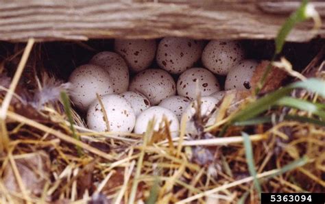 California Quail - Callipepla californica - NatureWorks