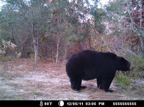 Big Florida Black Bear! - Florida Sportsman