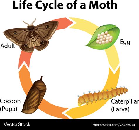 Free Vector Diagram Showing Life Cycle Of Moth | Images and Photos finder