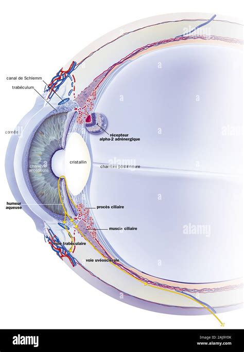 Schlemm canal, trabeculum, aqueous humor, treatments. Sagittal section ...